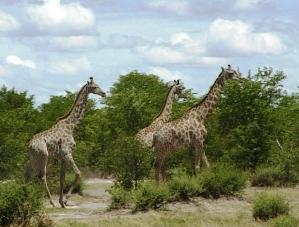 Road conditions Moremi to Savuti Botswana